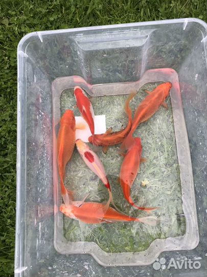 Комета для пруда