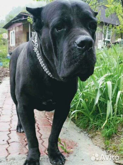 Кане Корсо вязка