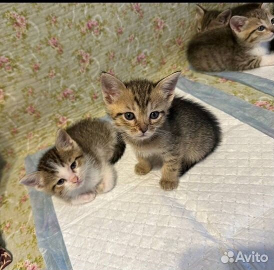 Котятки