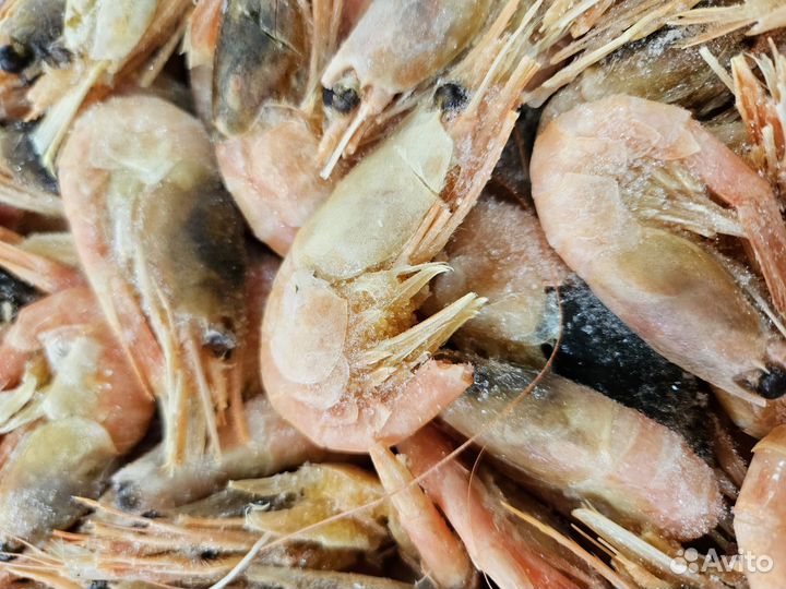 Креветка северная (Гренландия)