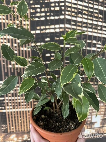 Фикус бенджамина