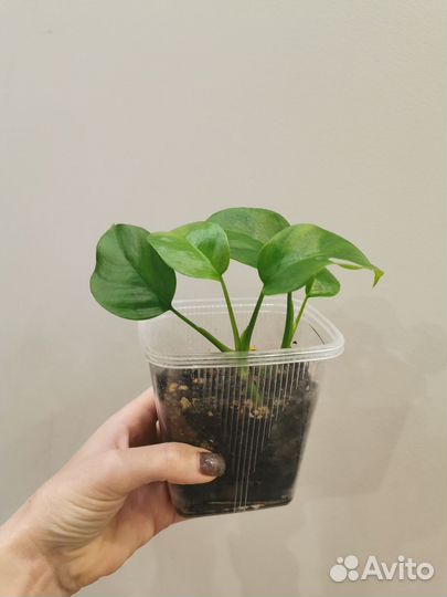 Монстера рафидофора (срез)