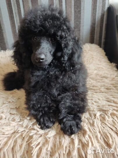 Продам карликового пуделя