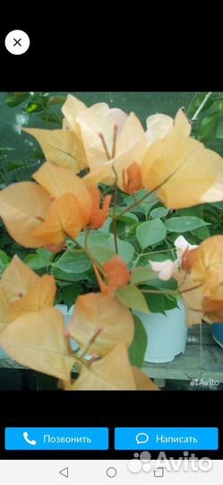 Бугенвиллия