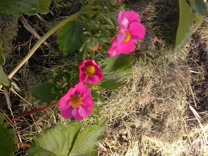 Розовая клубника вкусная