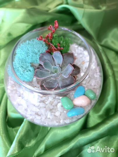 Флорариум, подарок, вместо цветов