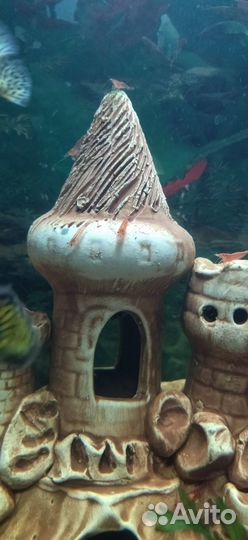 Продаю аквариумного сомика Анциструса