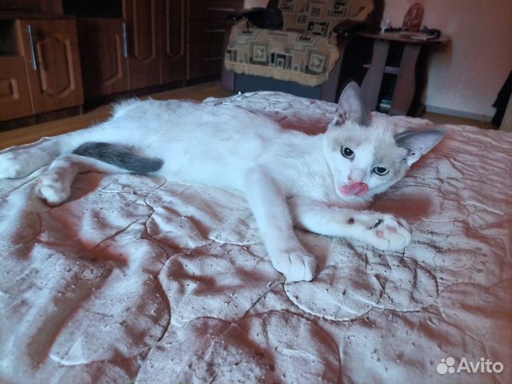 Кошечка метиска