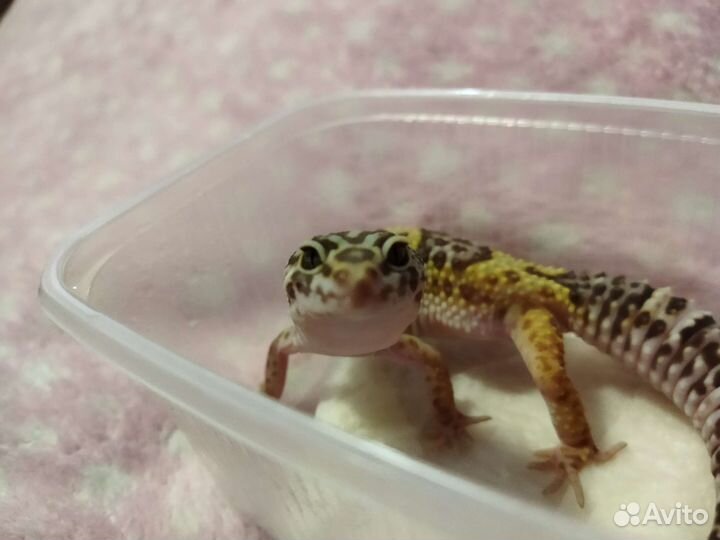 Геккон эублефар