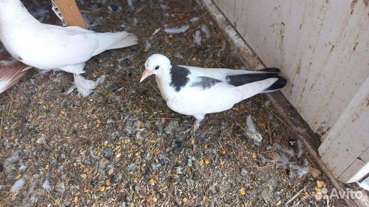 Голуби турецкие такла