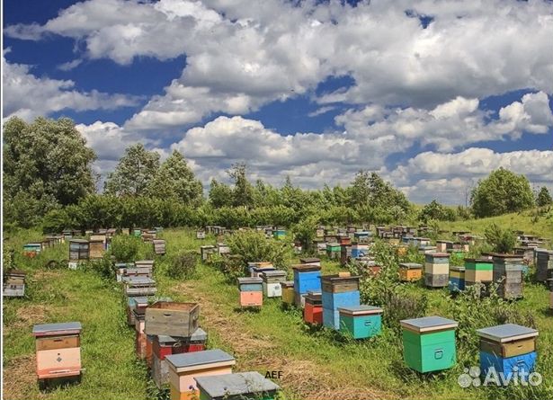 Мед 24 года из Алтая опт