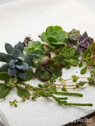 Редкие суккуленты набор 5