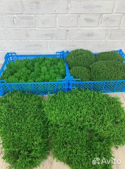 Стабилизированный мох