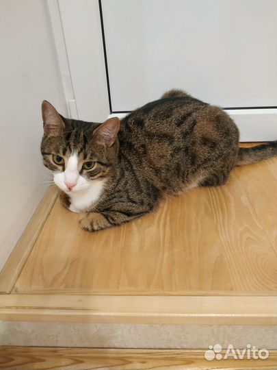 Отдам кота в добрые руки