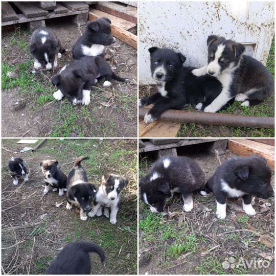 Отдам щенков