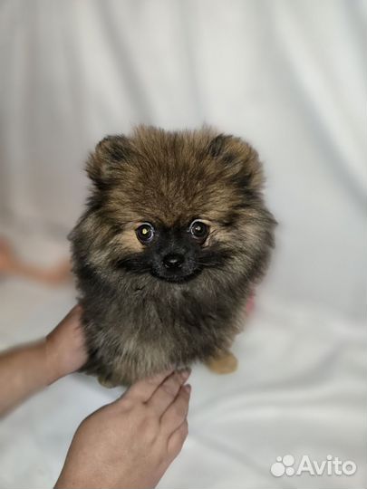 Померанский шпиц мини