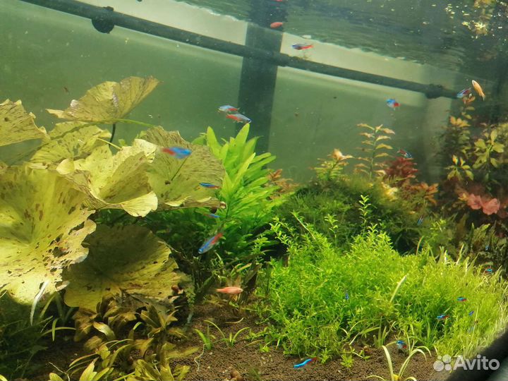 Аквариумные растения