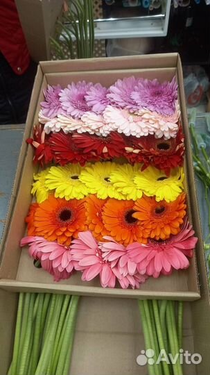 Герберы букет с доставкой