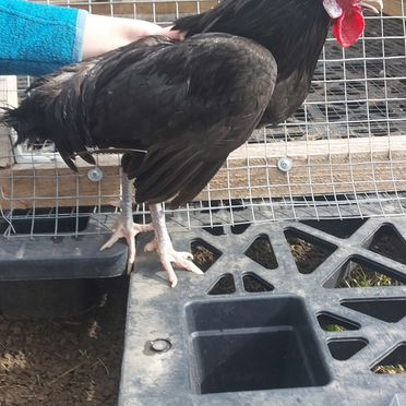 Петушки декоративные «Голландская белохохлая»