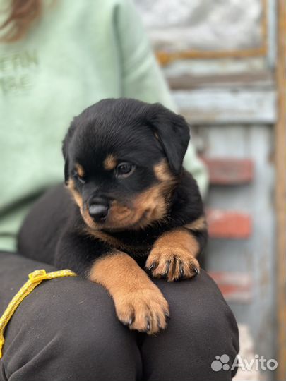 Щенки ротвейлера