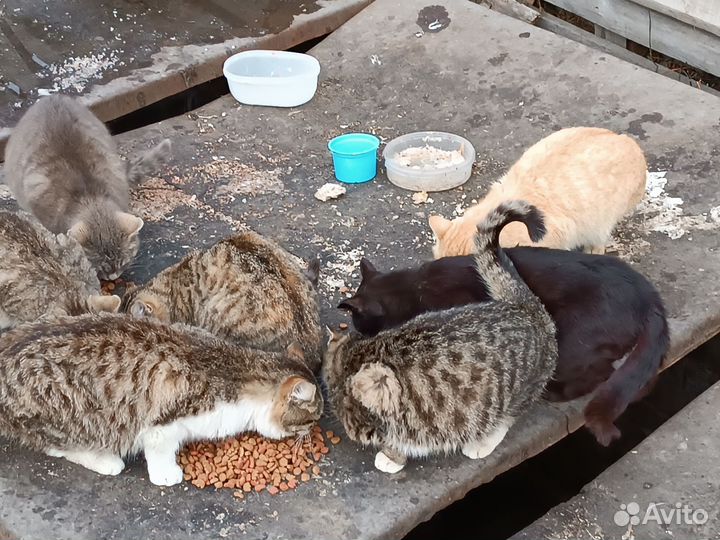 Котики и кошки в дар