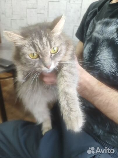 Кошки в добрые руки бесплатно