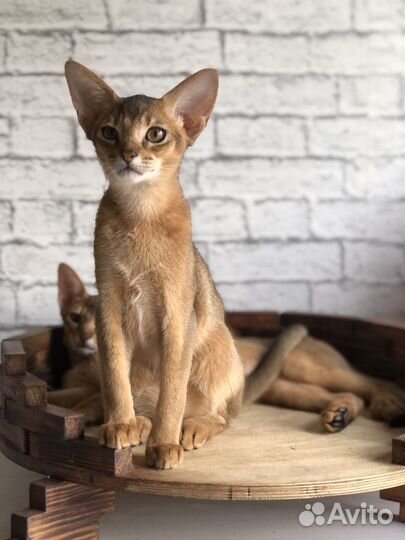 Абиссинские котята