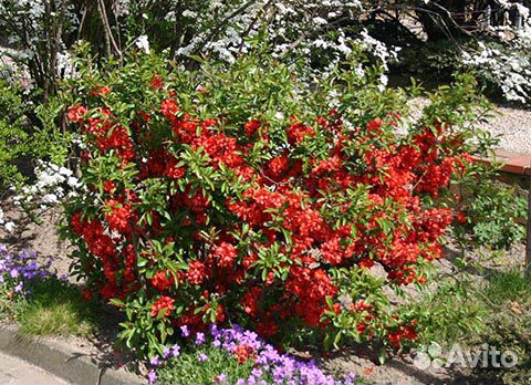 Саженцы деревьев,кустарников, опт