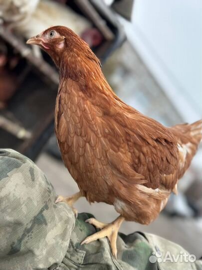 Куры несушки розница и опт