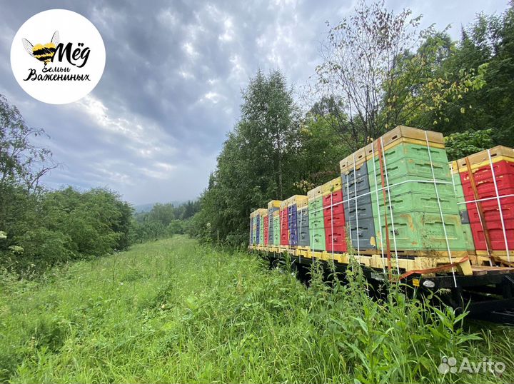 Мед натуральный, дегустация