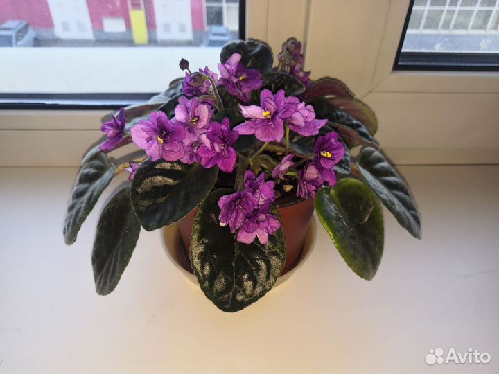 Фиалка Поль Баньян