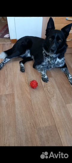 Бим ищет хозяев