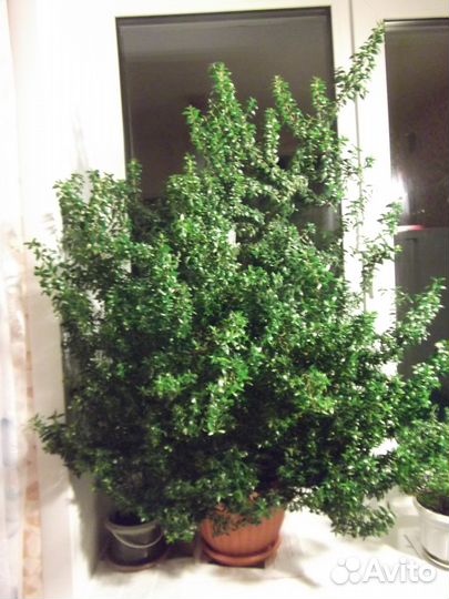 Продаю мирт цветущий и плодоносящий