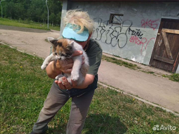 Бездомные котята очень нуждаются в семье