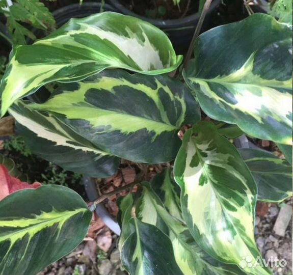 Калатея электрик шок