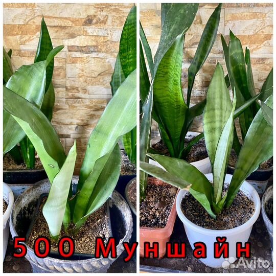 Сансевиерия Ханни Голд,Сноу Вайт,Даймонд флейм