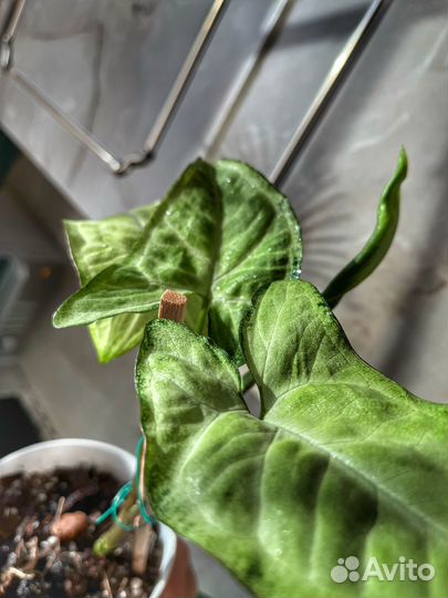 Сингониум грин голд