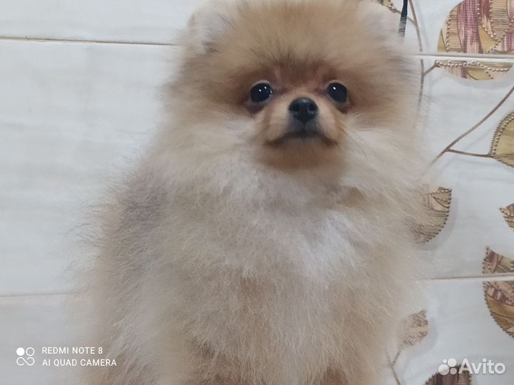 Щенок мальчик маленького размера