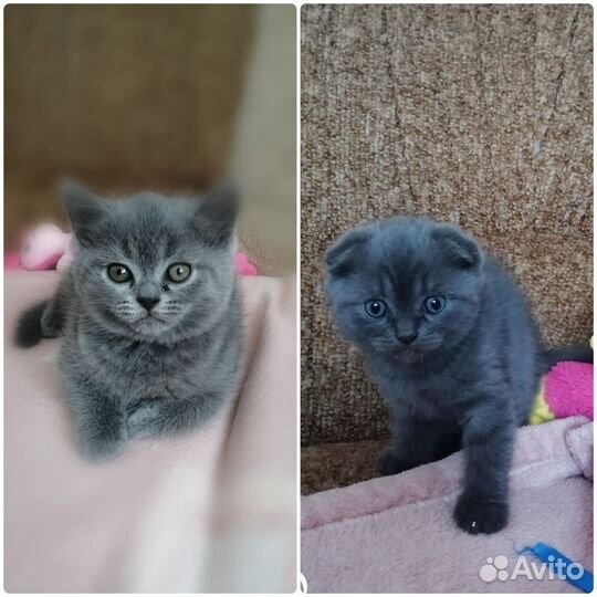Шотландские котята