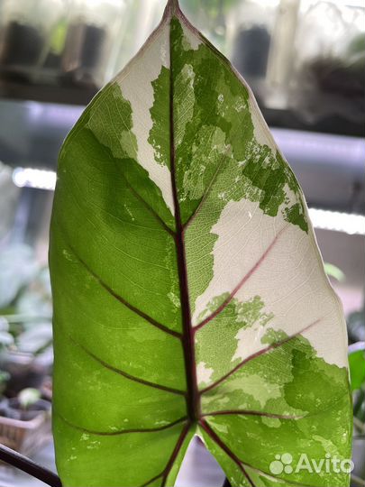 Алоказия блэк стем вариегатная