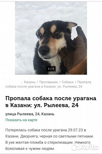 Потерялась собака