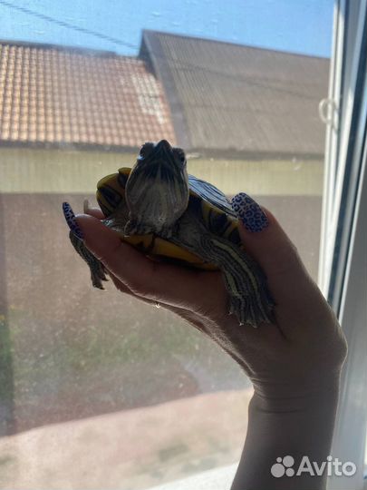 Черепахи 2 мальчика