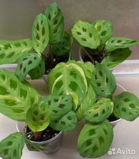 Комнатные цветы