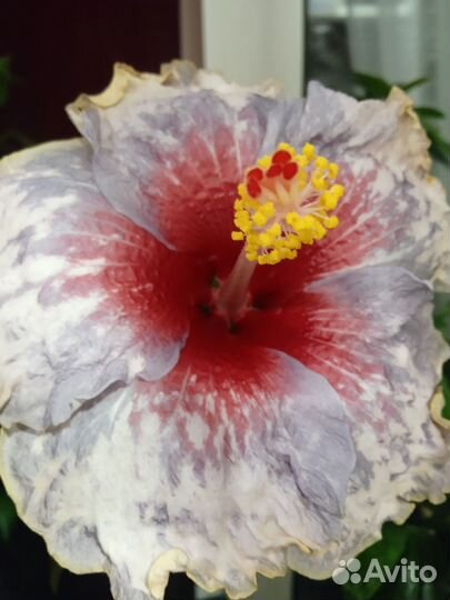 Сортовые гибискусы