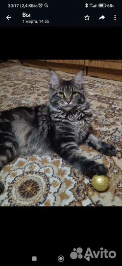 Мейн-кун вязка, девочка