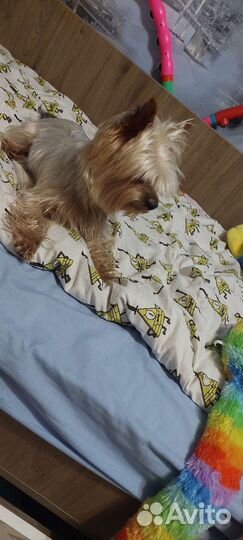 Йоркширский терьер вязка мальчик