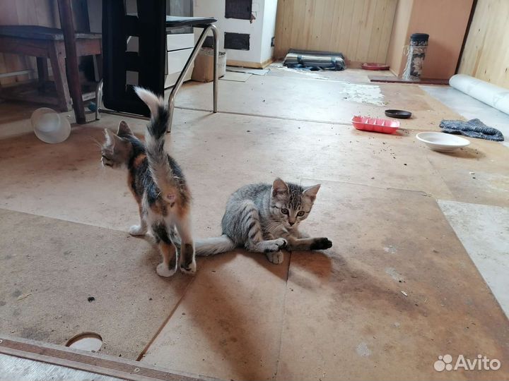Отдам бесплатно котят