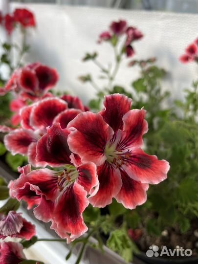 Королевская пеларгония Elegance Adele