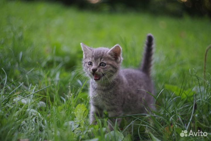 Котёнок в добрые руки