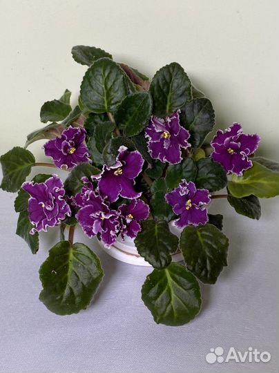 Цветы комнатные